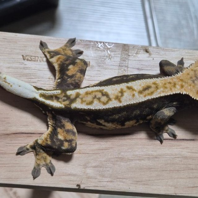 White Pin 100% Het Axanthic Dark