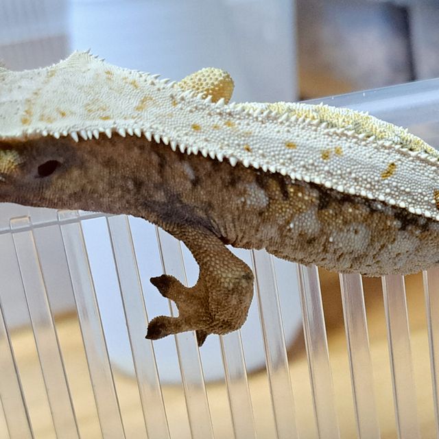 Drippy White Spot Tri Extreme Harlequin