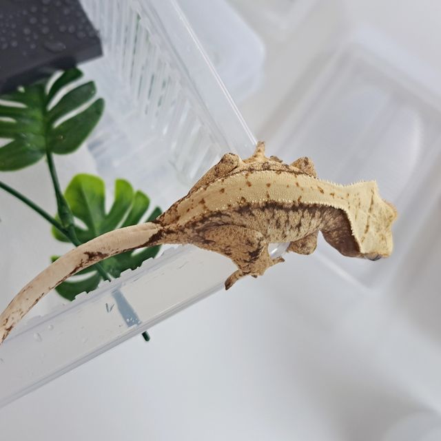 White Spot Extreme Harlequin Tri Drippy