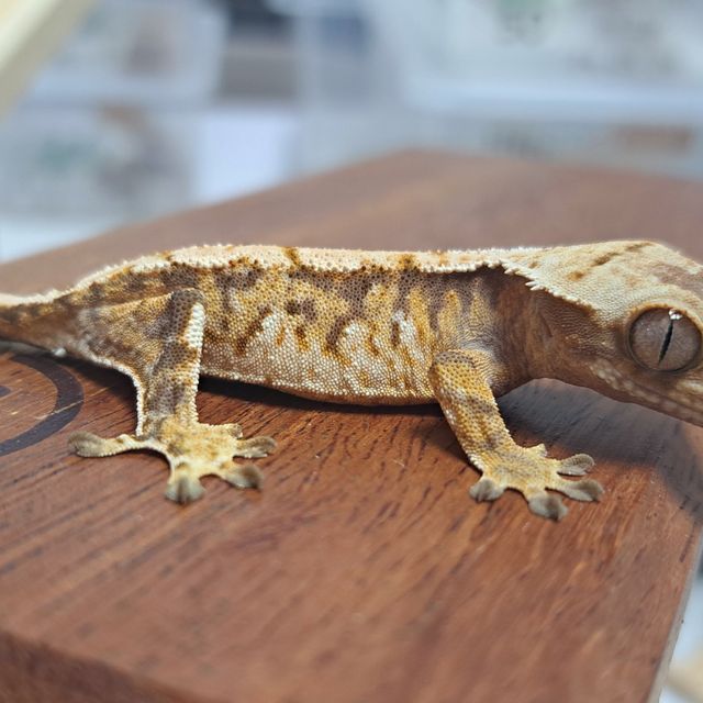 Tri Extreme Harlequin