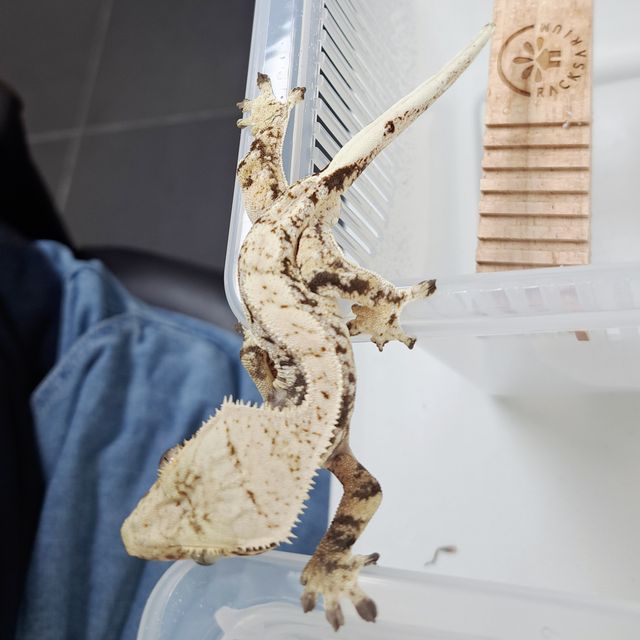 Extreme Harlequin Tri