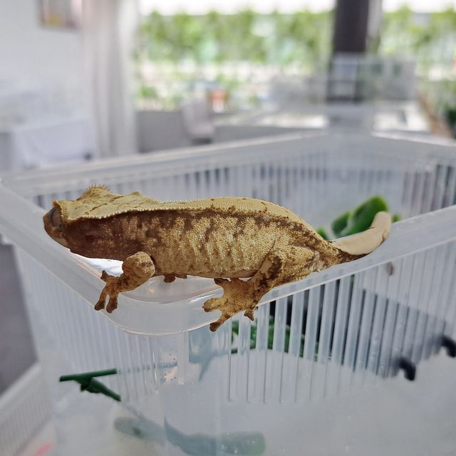 White Spot Extreme Harlequin Tri Drippy