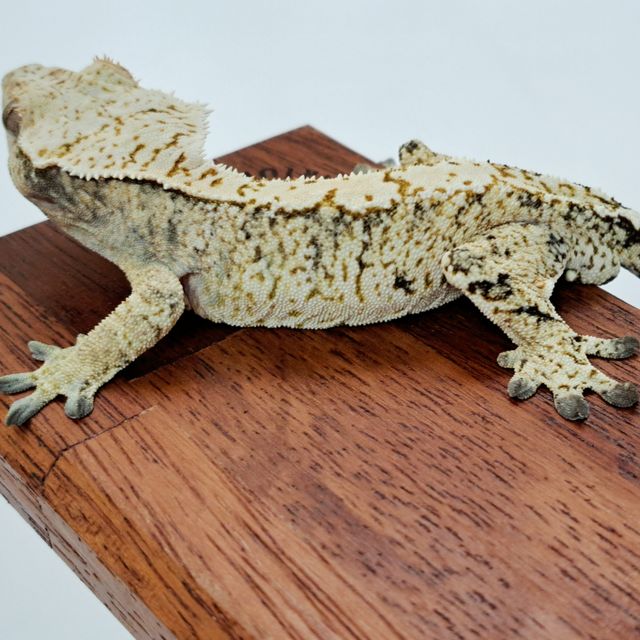 Extreme Harlequin Drippy White Spot