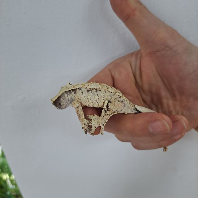 Extreme Harlequin Tri White Spot Drippy