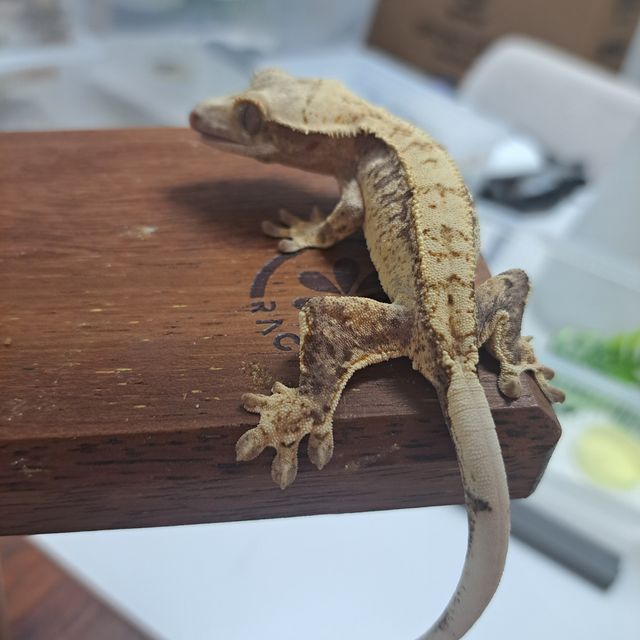 Drippy Tri White Spot Extreme Harlequin