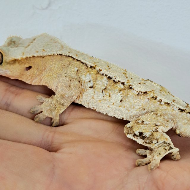 Extreme Harlequin Tri Normal