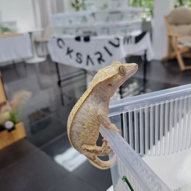 Normal Full Pinstripe