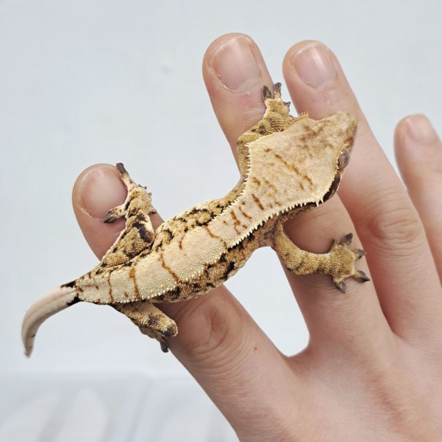 Tri Extreme Harlequin