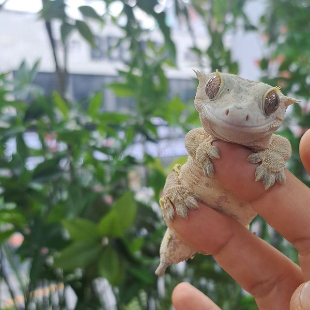 Creamsicle White Cream