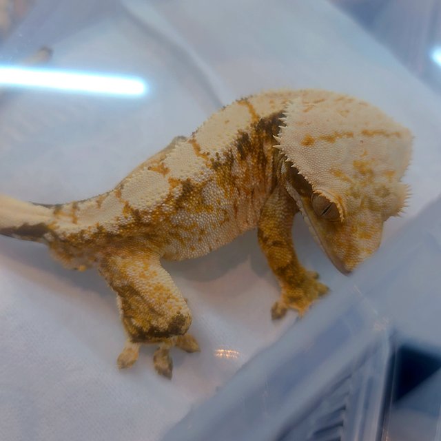 Extreme Harlequin Tri