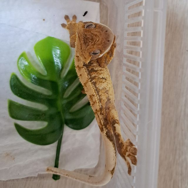 Drippy Tri White Spot Extreme Harlequin