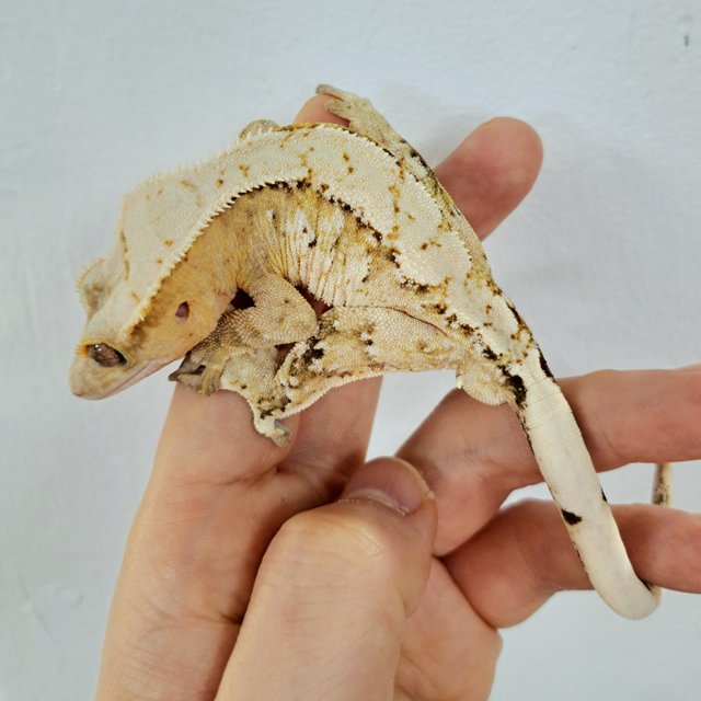 Extreme Harlequin Tri Normal