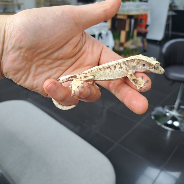 Extreme Harlequin Tri