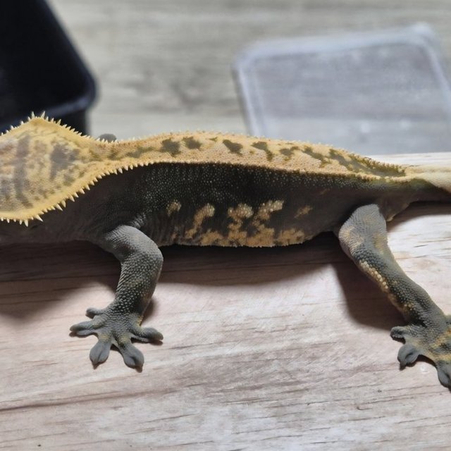 Full Pinstripe 100% Het Axanthic