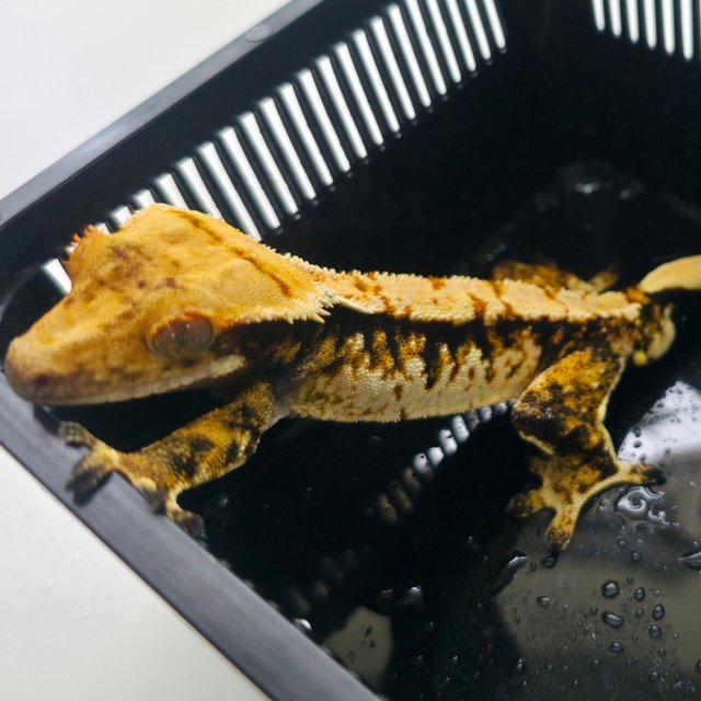 Extreme Harlequin Tri