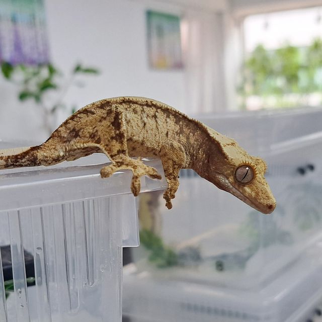 White Spot Extreme Harlequin Tri Drippy