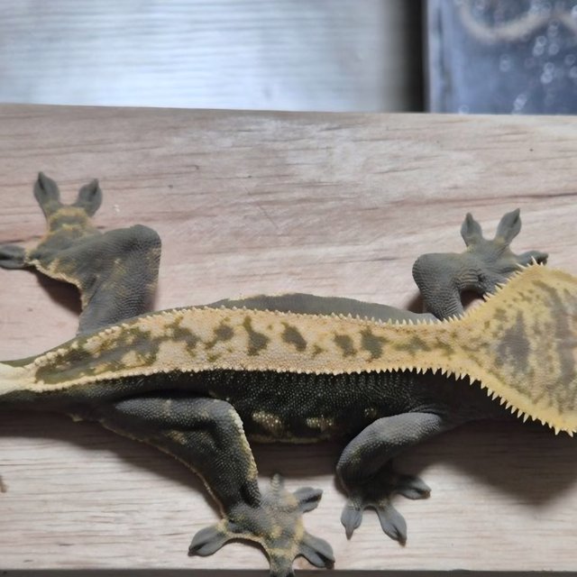 Full Pinstripe 100% Het Axanthic