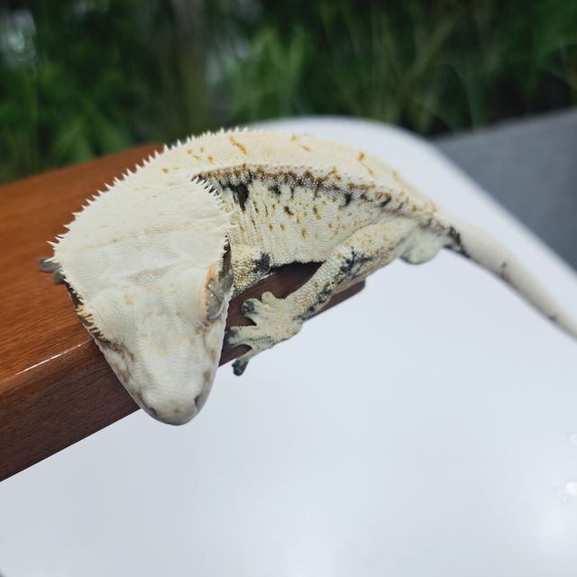 Extreme Harlequin Drippy White Spot