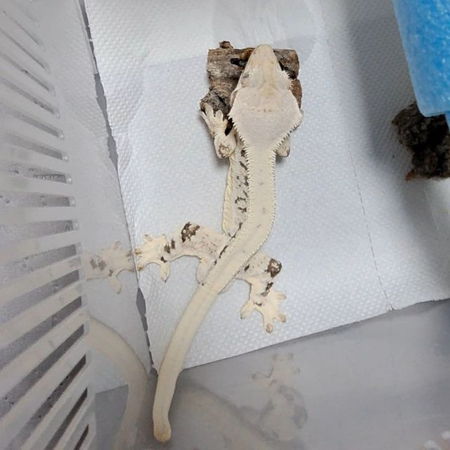 Solid Back Full Pinstripe Drippy Lilly White