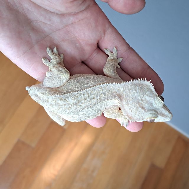 Creamsicle White Cream