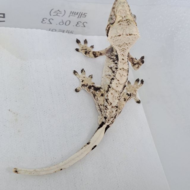 Extreme Harlequin Tri