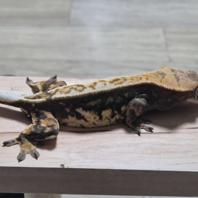 White Pin 100% Het Axanthic Dark