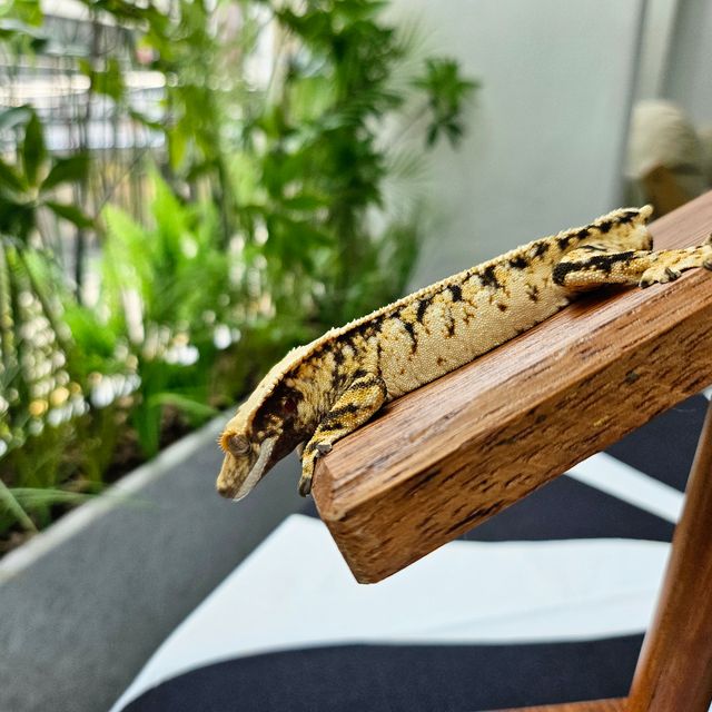 Extreme Harlequin Tri White Spot Drippy