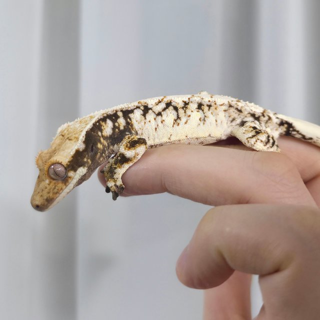 White Spot Extreme Harlequin Drippy Tri White Porthole