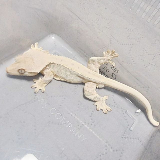 Solid Back Full Pinstripe Drippy Lilly White