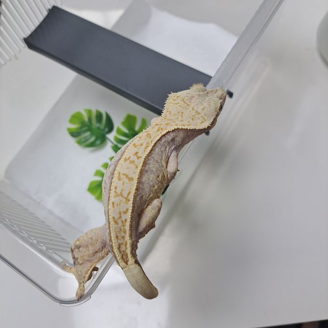 Normal Full Pinstripe