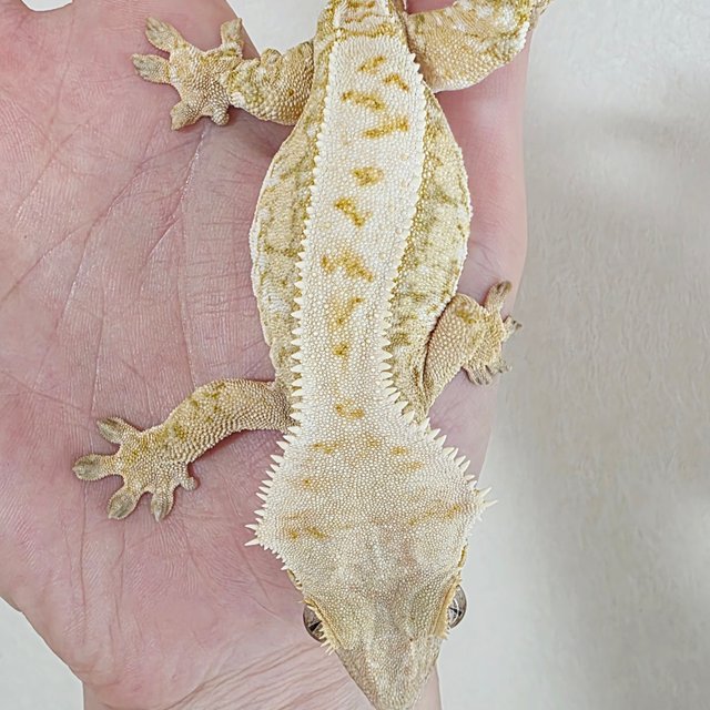 Drippy Extreme Harlequin White Spot Tri