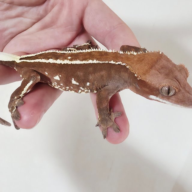 Full Pinstripe Empty Back Cappuccino White Pin Red