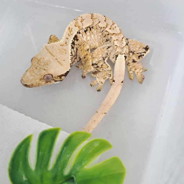 Extreme Harlequin Tri White Spot Drippy