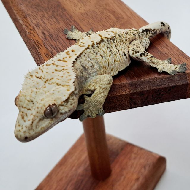 Extreme Harlequin Drippy White Spot