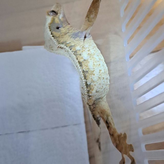 Drippy White Spot Tri Extreme Harlequin