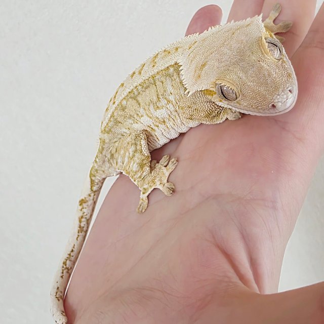 Drippy Extreme Harlequin White Spot Tri