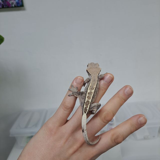 White Pin Full Pinstripe Cappuccino