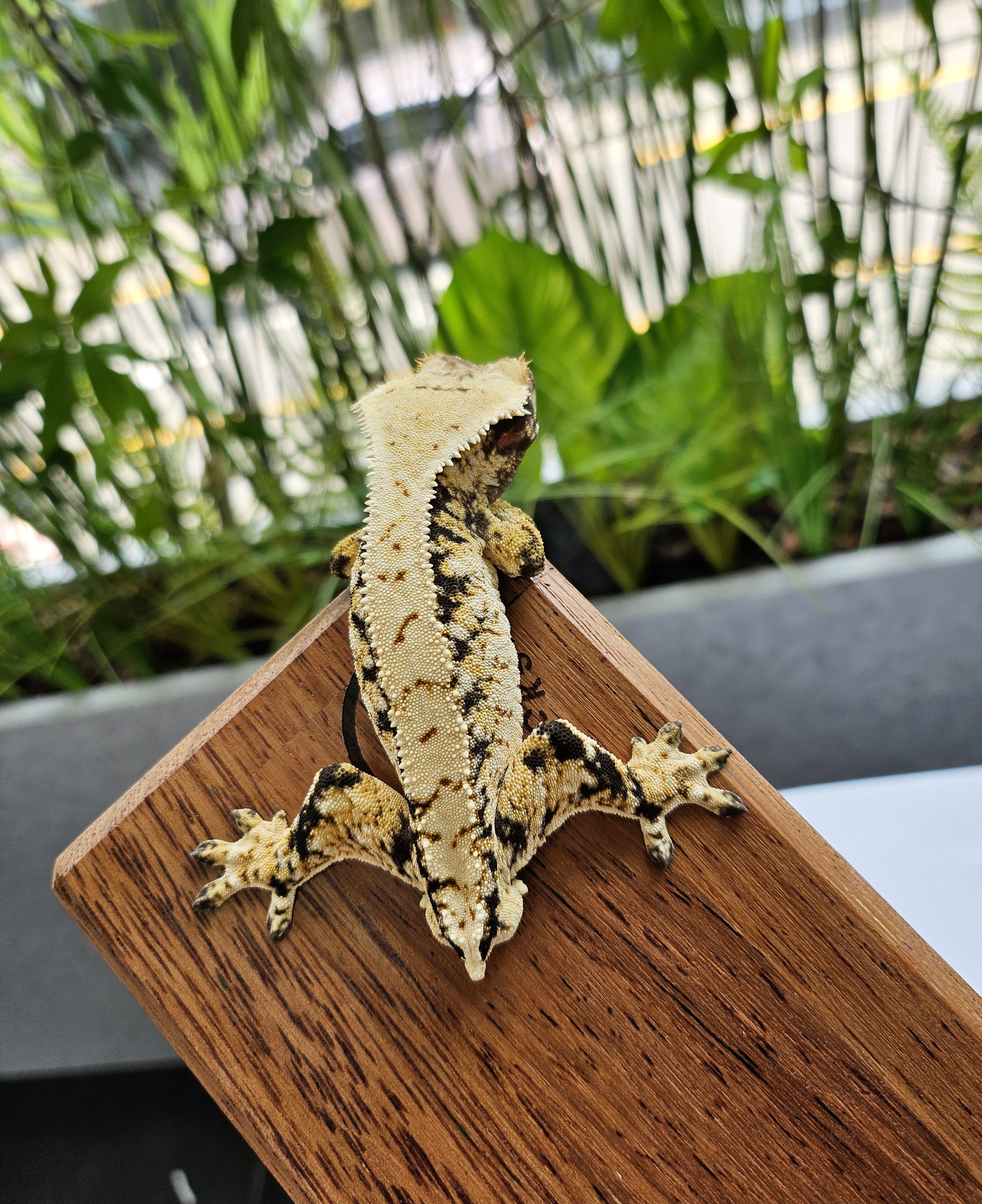 Extreme Harlequin Tri White Spot Drippy