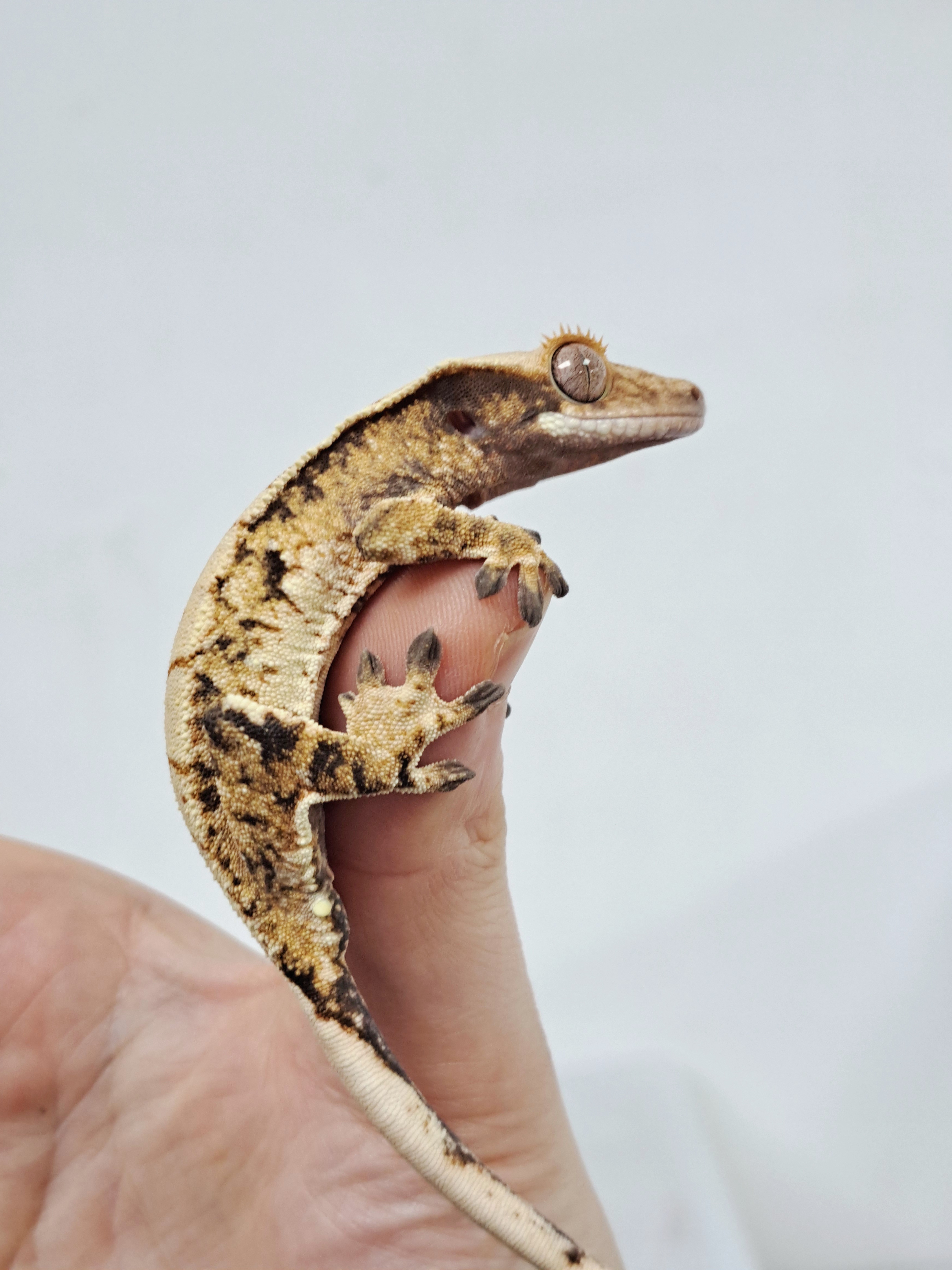 Tri Extreme Harlequin