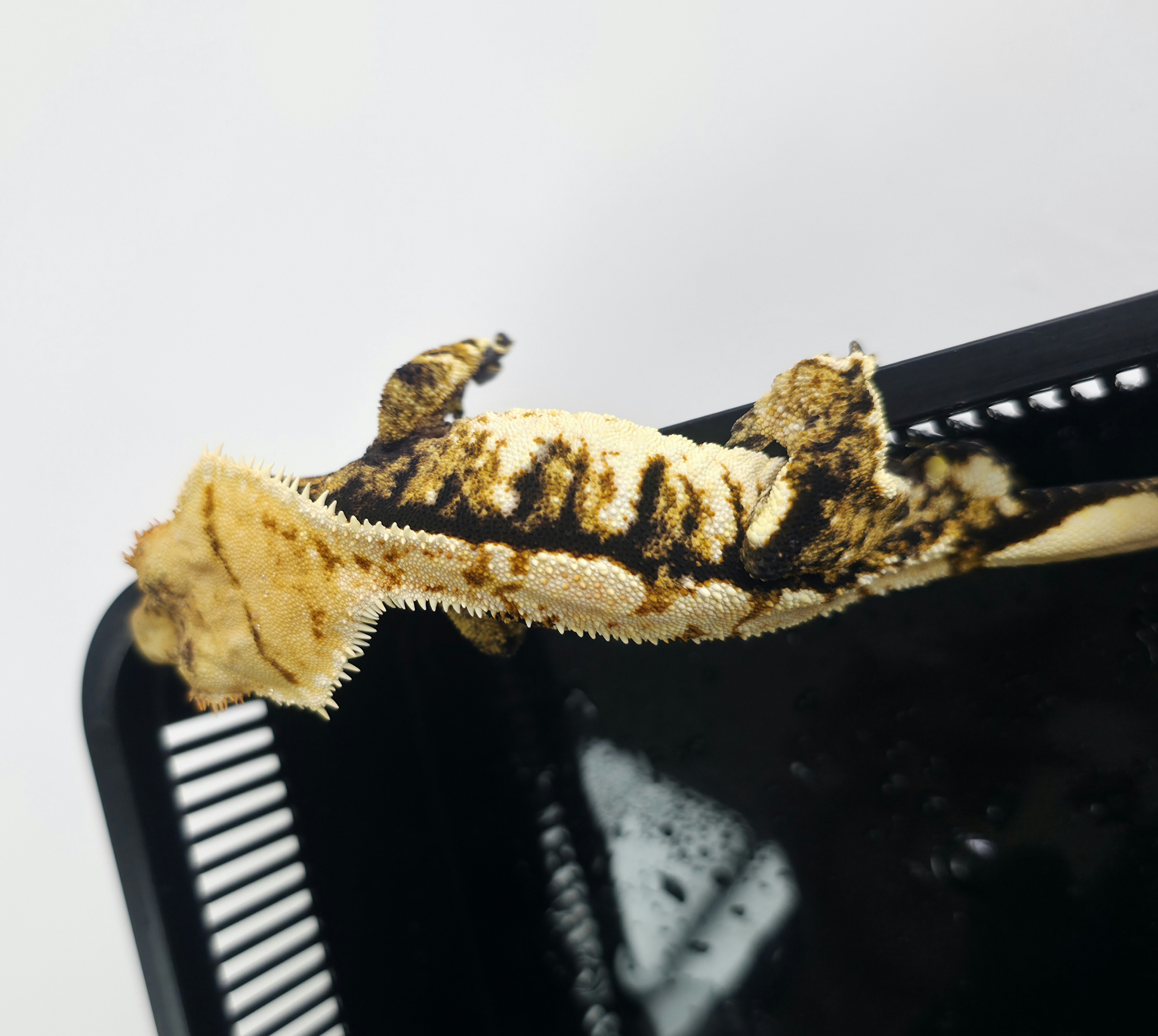 Extreme Harlequin Tri