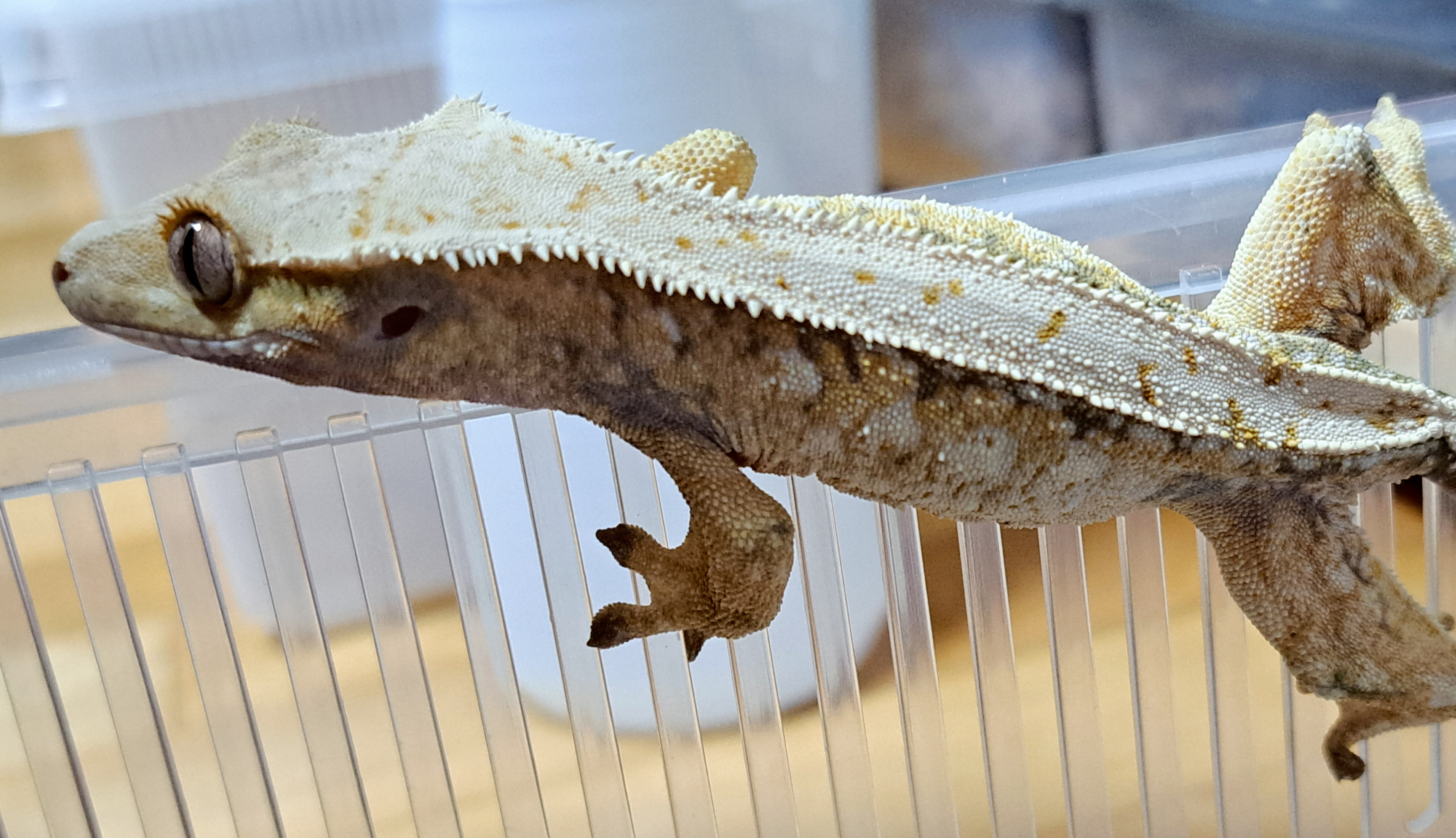 Drippy White Spot Tri Extreme Harlequin