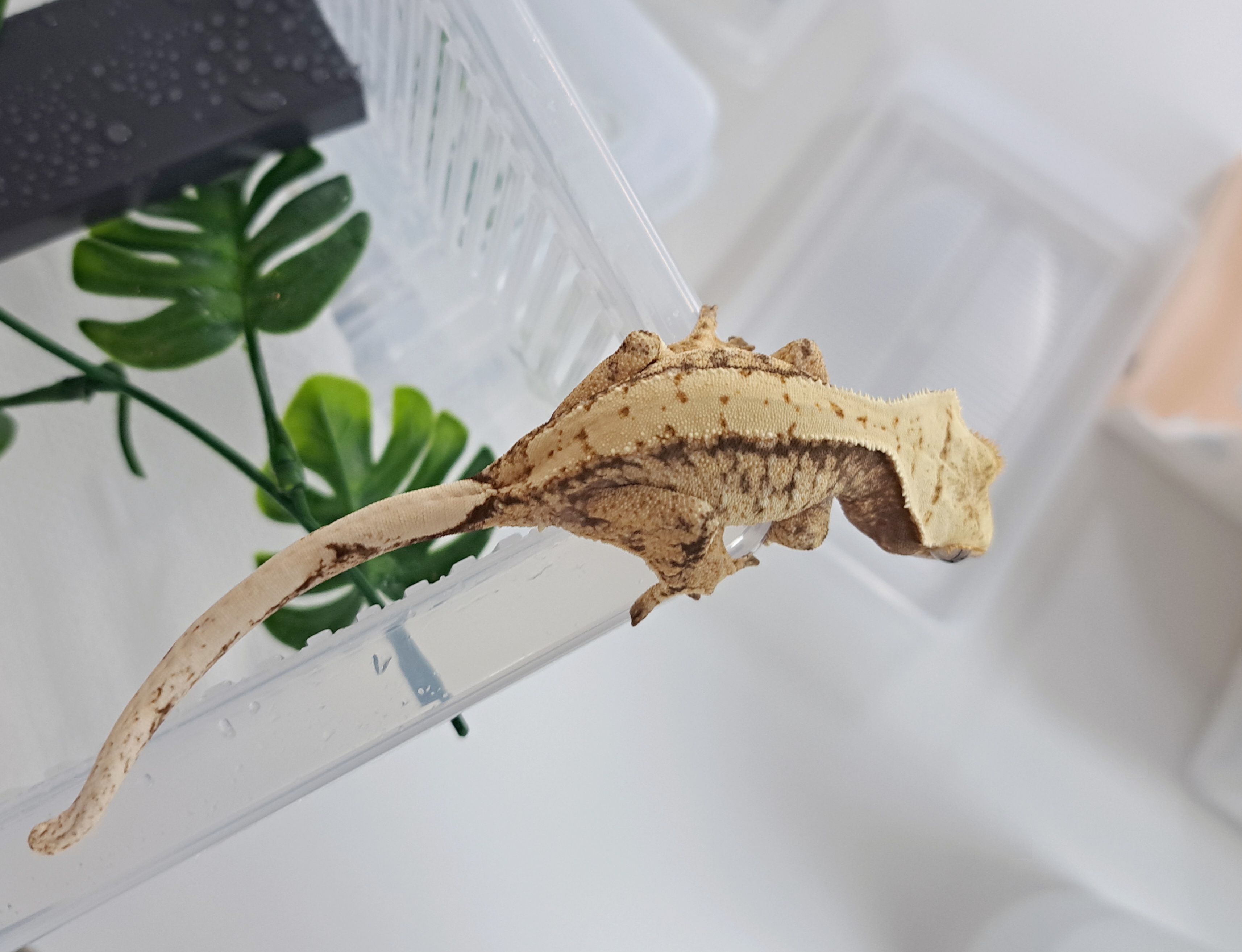 White Spot Extreme Harlequin Tri Drippy