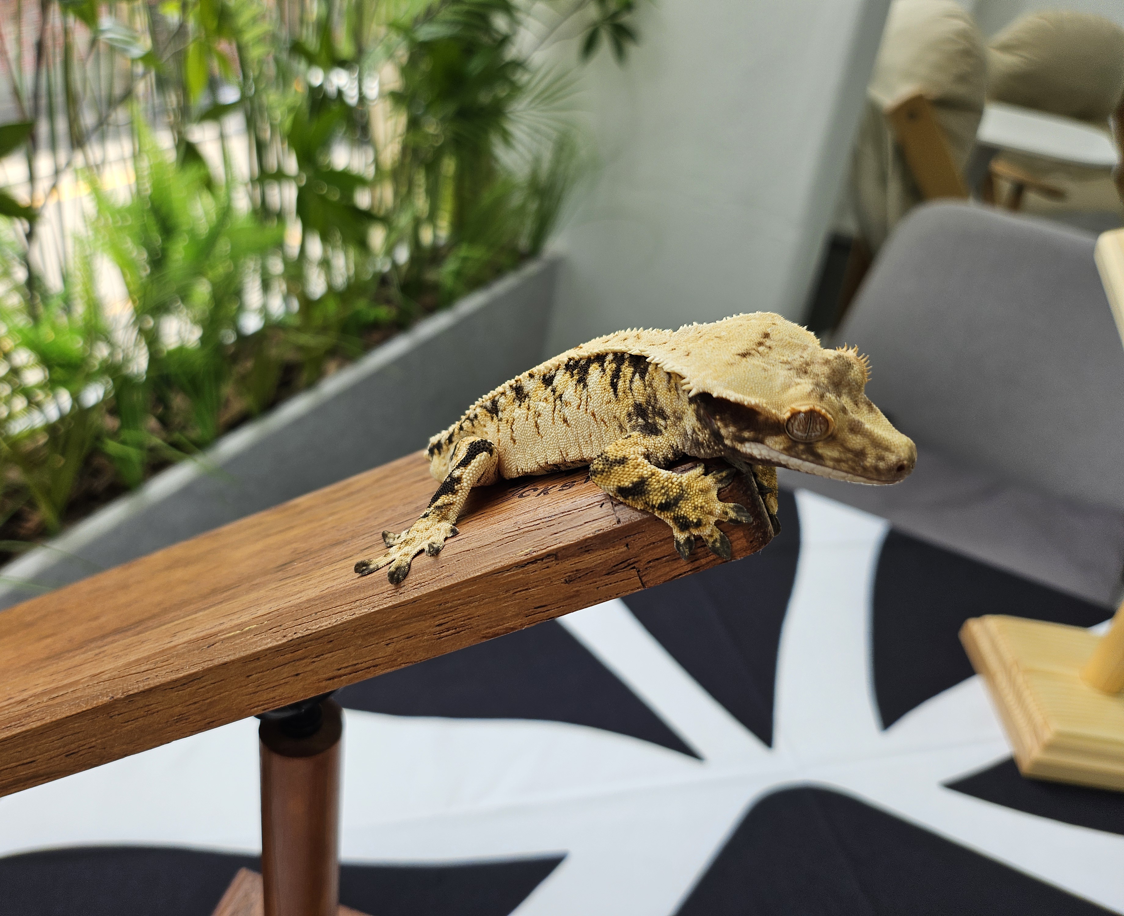 Extreme Harlequin Tri White Spot Drippy