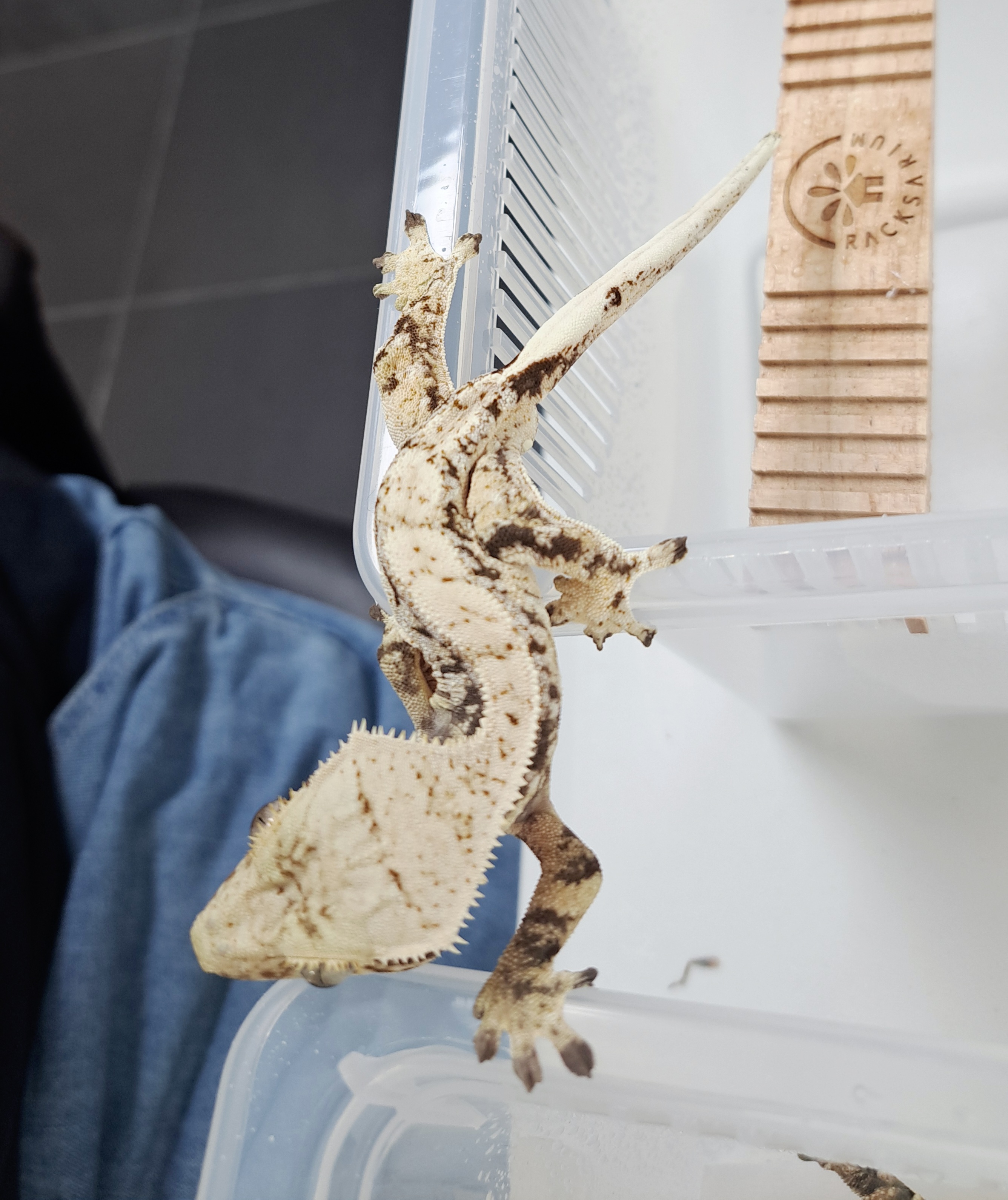 Extreme Harlequin Tri