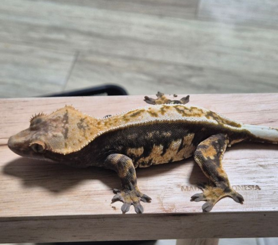 White Pin 100% Het Axanthic Dark