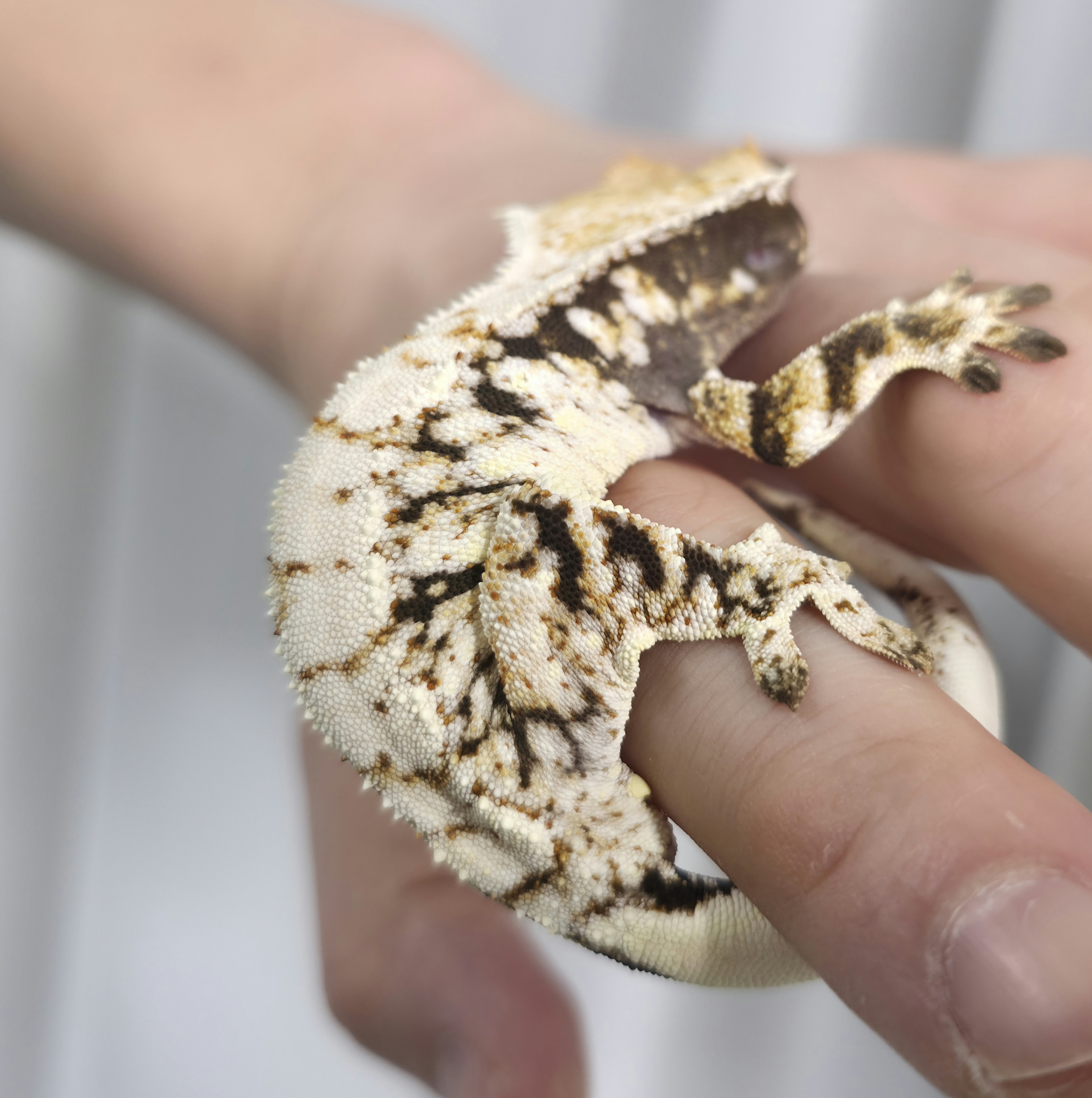 White Spot Extreme Harlequin Drippy Tri White Porthole