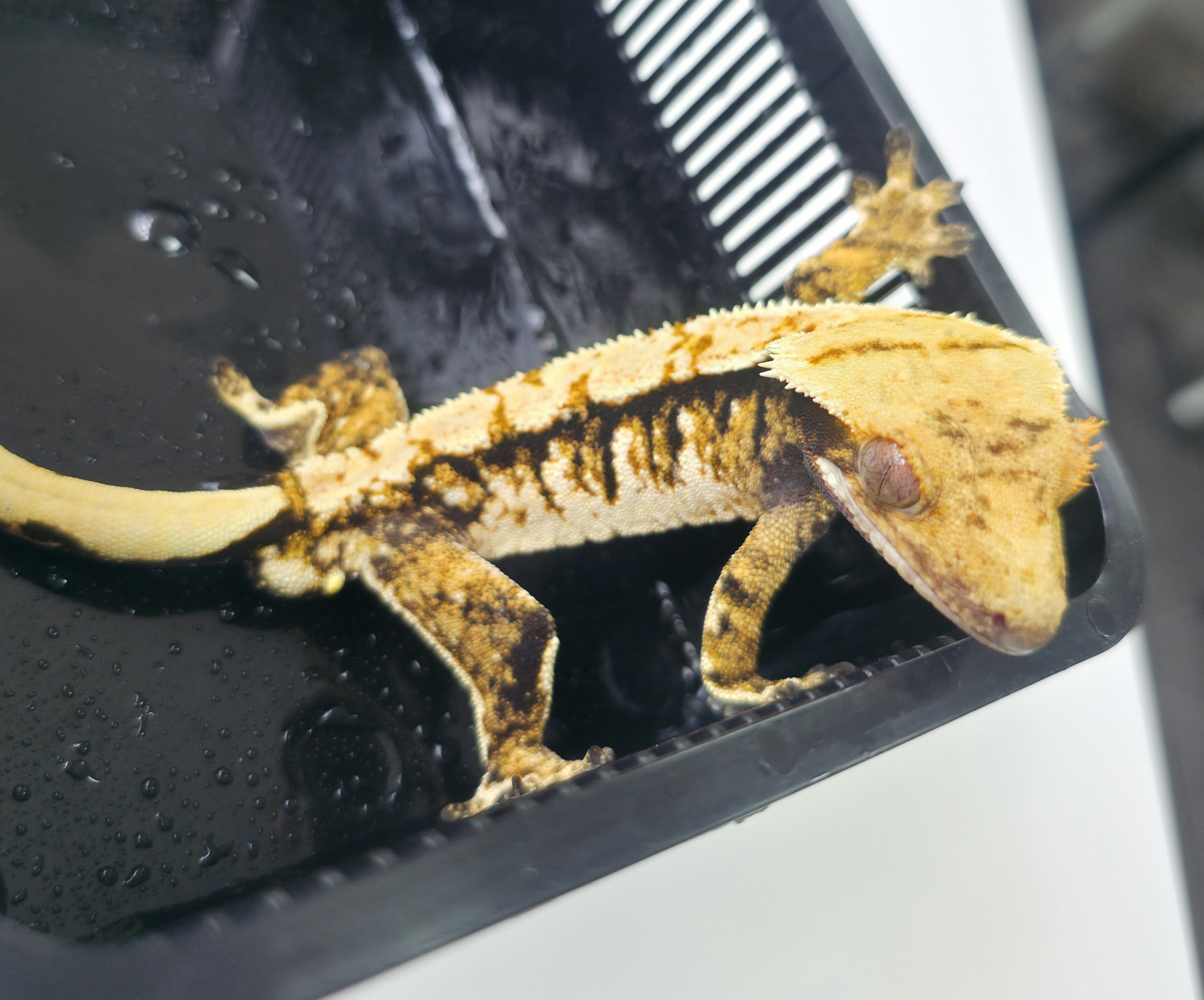 Extreme Harlequin Tri