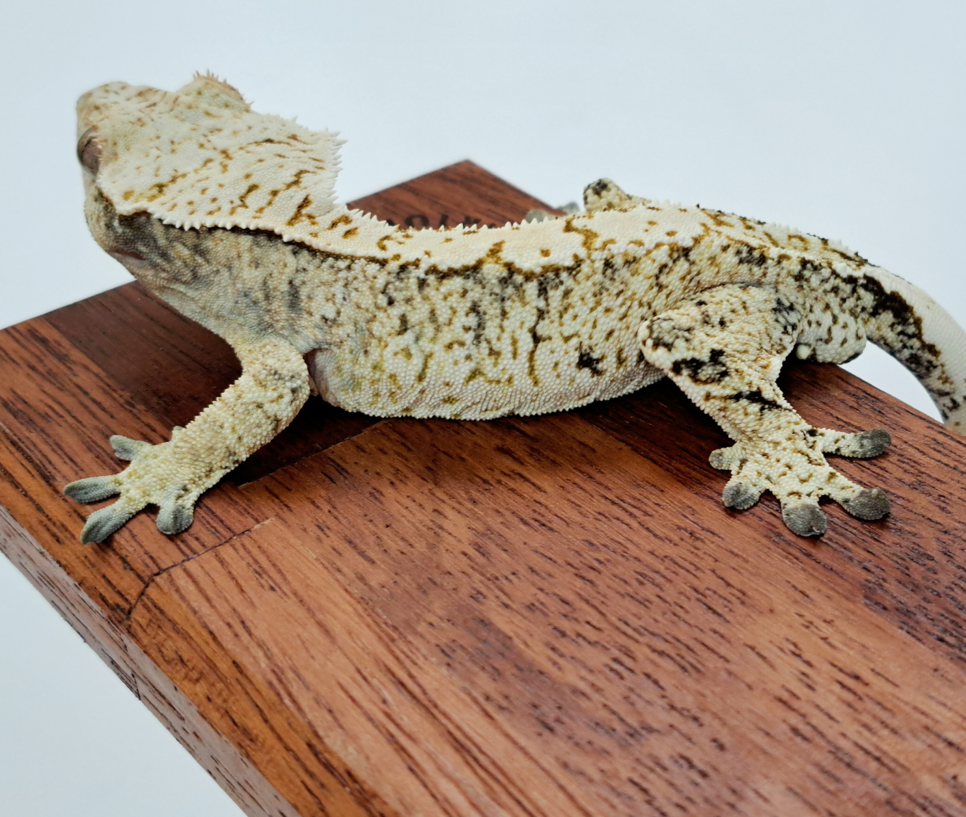 Extreme Harlequin Drippy White Spot