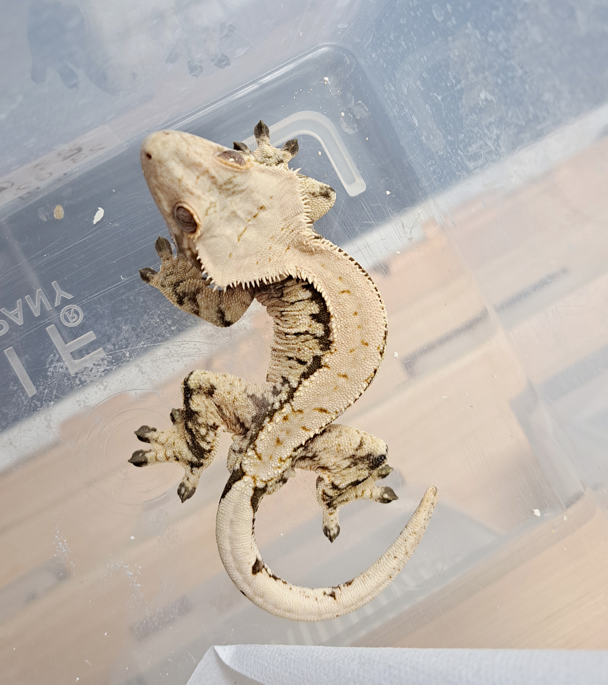 Extreme Harlequin White Spot Solid Back