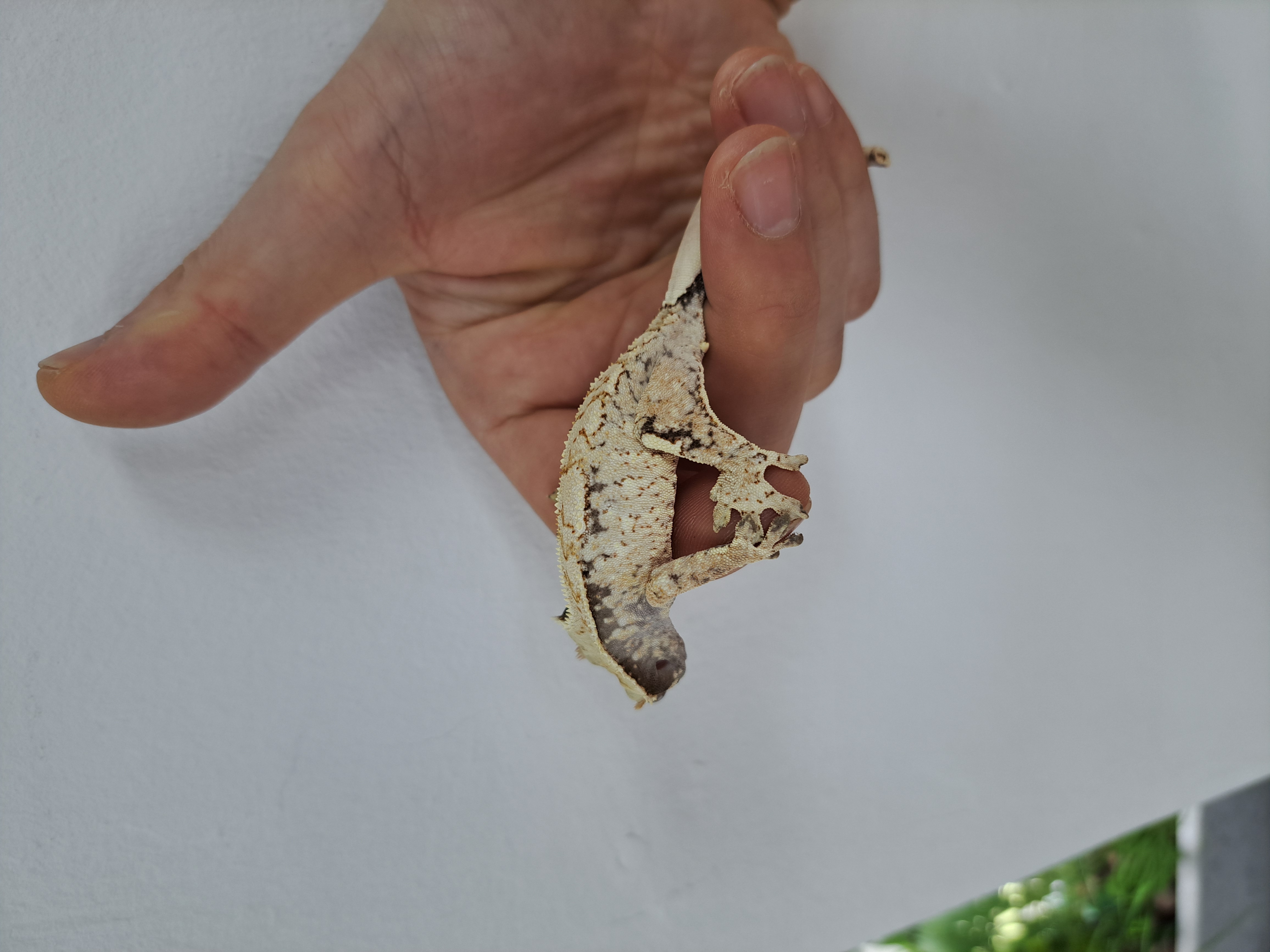 Extreme Harlequin Tri White Spot Drippy